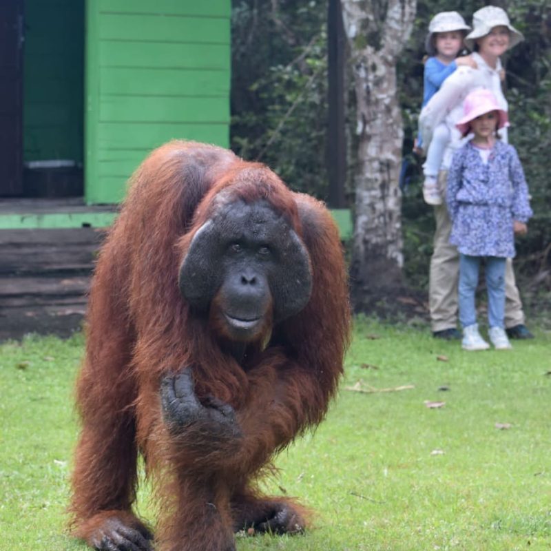 1 day Orangutan Tour by speed boat