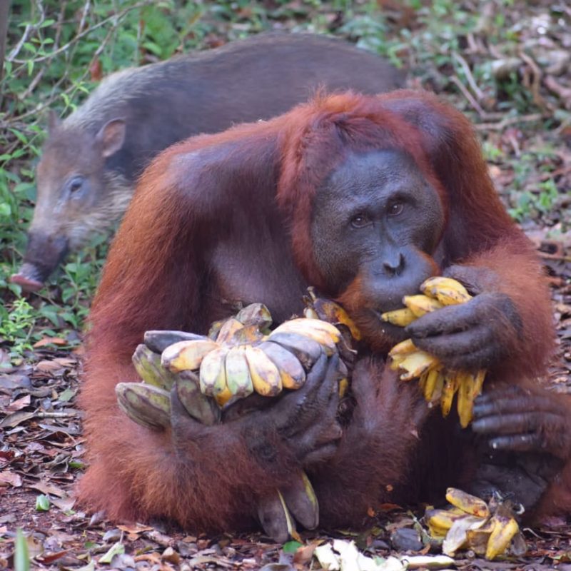 2d1n Orangutan Tour Houseboat